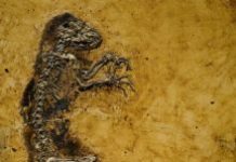 Καπιταλισμός εναντίον τεχνολογίας 220x337-images-stories-science-darwinius_masillae.jpg