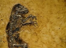 Καπιταλισμός εναντίον τεχνολογίας 220x337-images-stories-science-darwinius_masillae.jpg